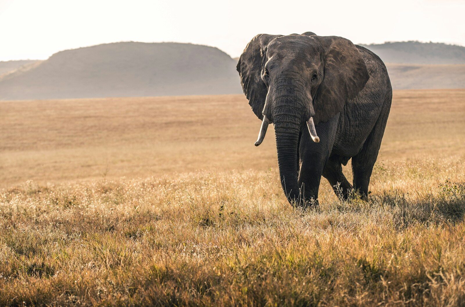 elefante safari