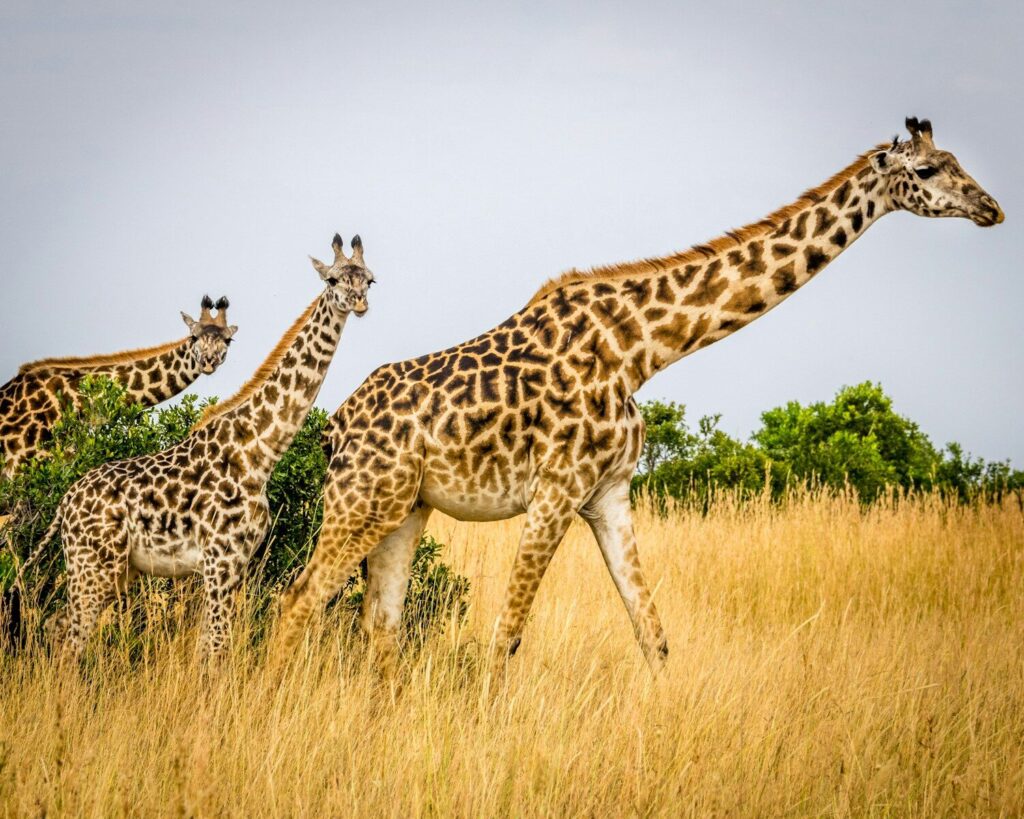 safari kenya
