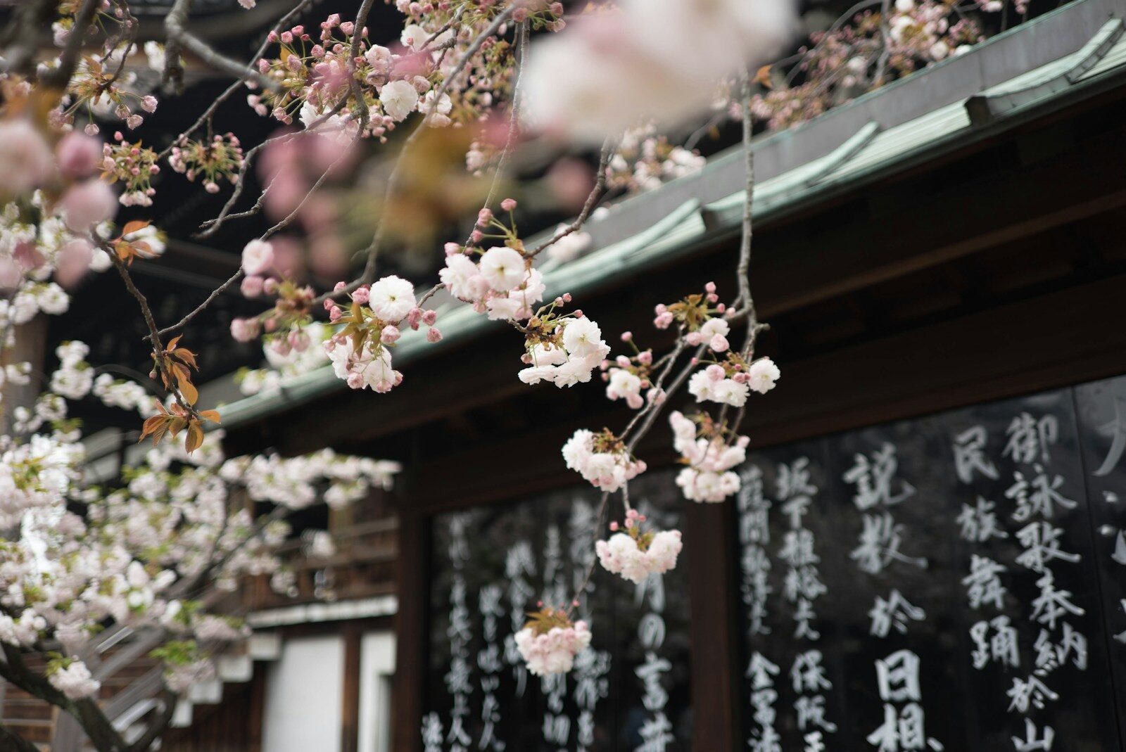 sakura Ueno Tokyo aprile fioritura parziale