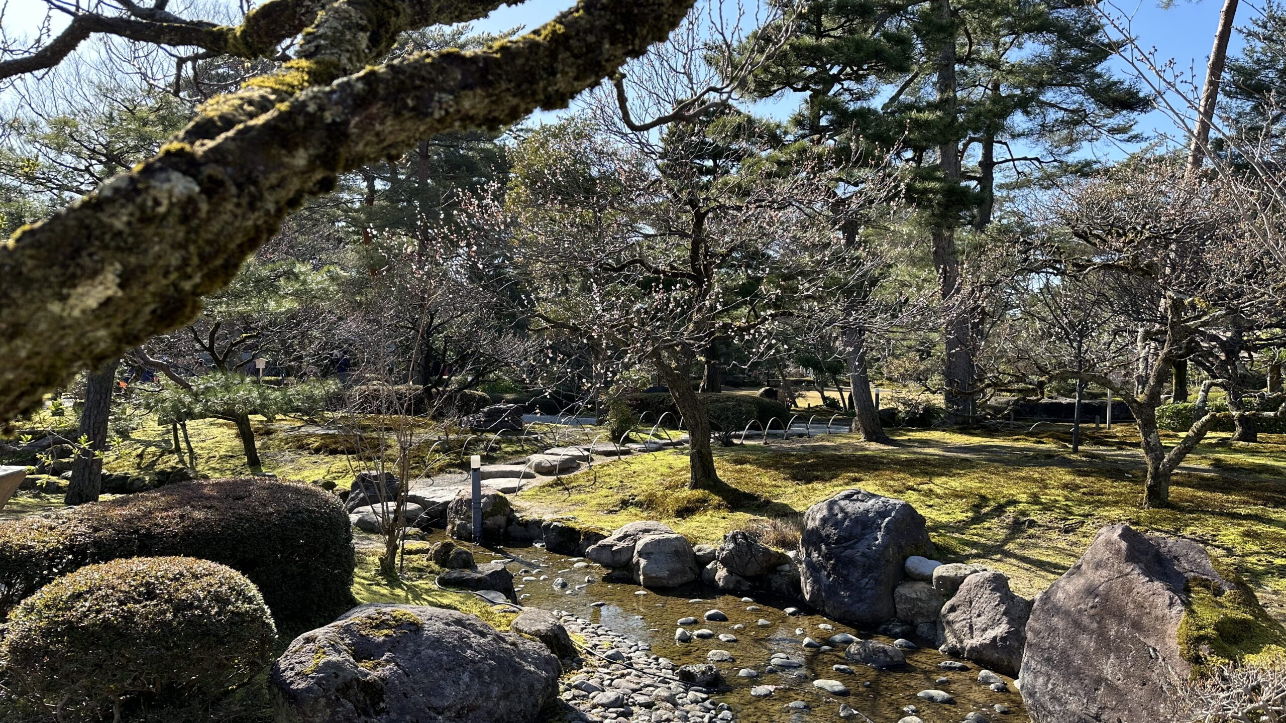 sakura Ueno Tokyo aprile fioritura parziale