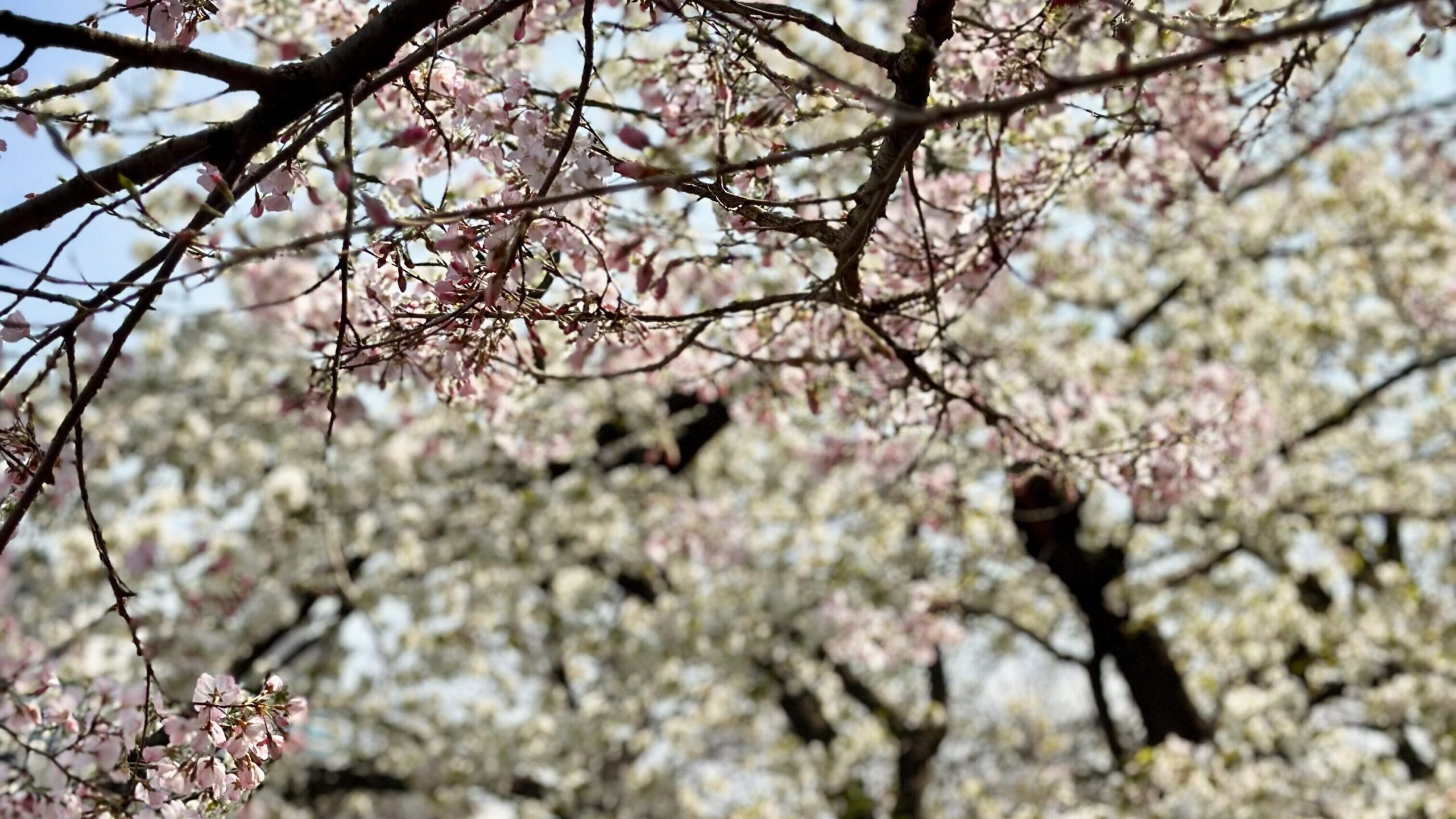 sakura Ueno Tokyo aprile fioritura parziale