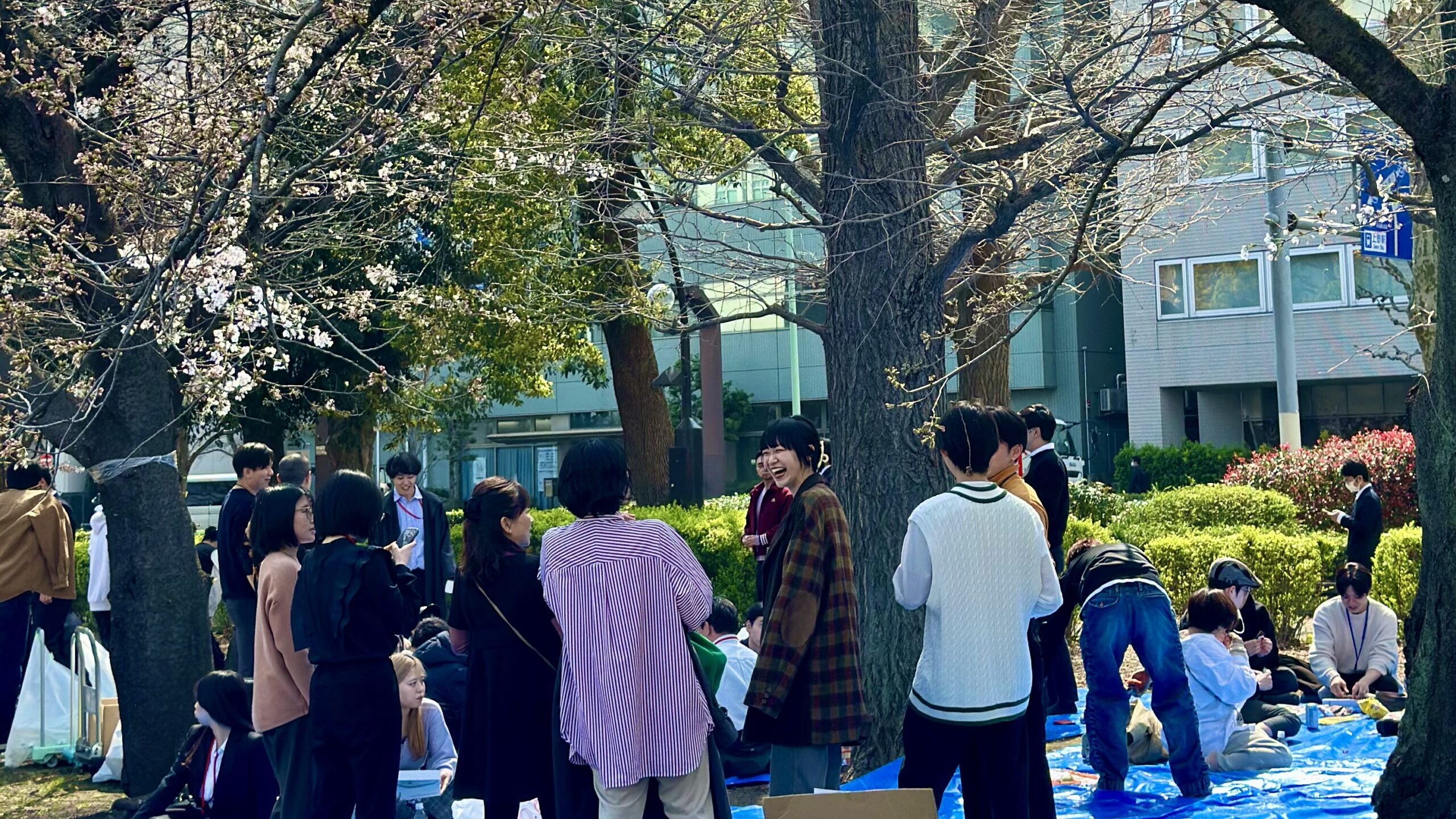 sakura Ueno Tokyo aprile fioritura parziale
